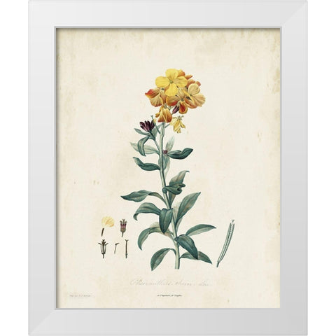 Traditional Botanical III White Modern Wood Framed Art Print by de Langlois