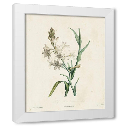 Traditional Botanical IV White Modern Wood Framed Art Print by de Langlois