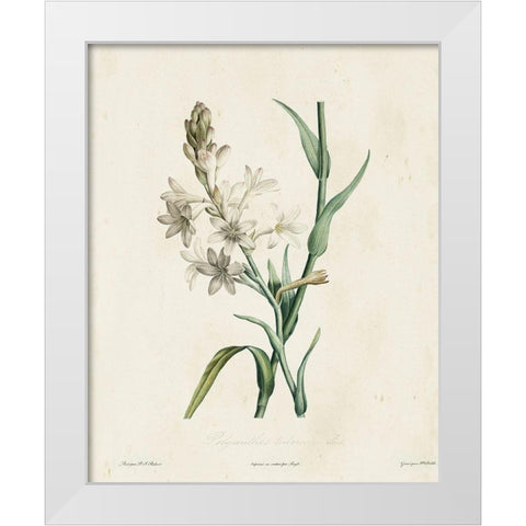 Traditional Botanical IV White Modern Wood Framed Art Print by de Langlois