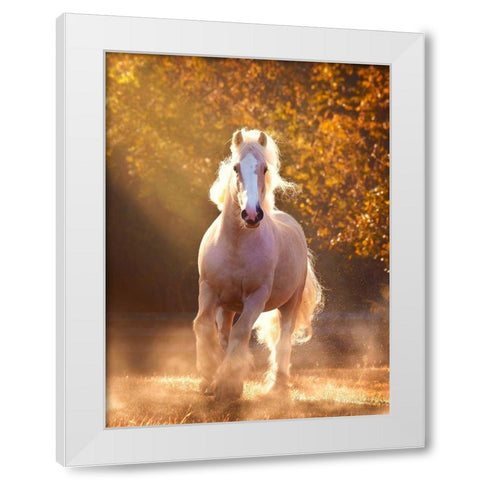 Horse Motion VIII White Modern Wood Framed Art Print by PHBurchett