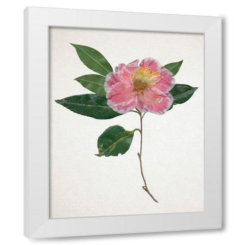 Pressed Camellia I White Modern Wood Framed Art Print by Warren, Annie