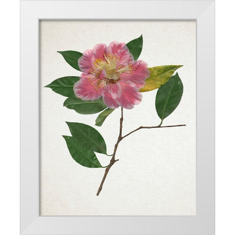 Pressed Camellia II White Modern Wood Framed Art Print by Warren, Annie