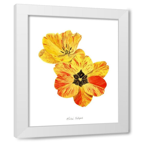 Olives Tulips I White Modern Wood Framed Art Print by Popp, Grace