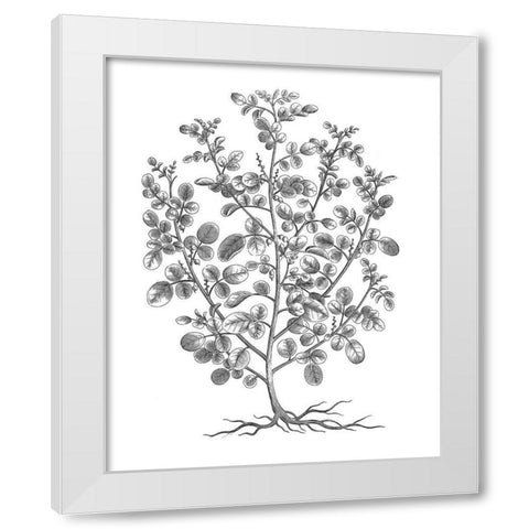 BAndW Plant Specimen I White Modern Wood Framed Art Print by Unknown