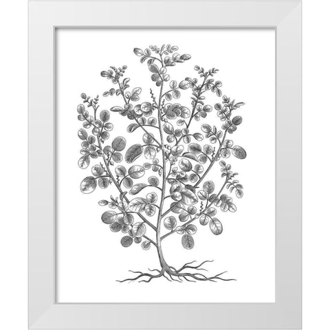 BAndW Plant Specimen I White Modern Wood Framed Art Print by Unknown