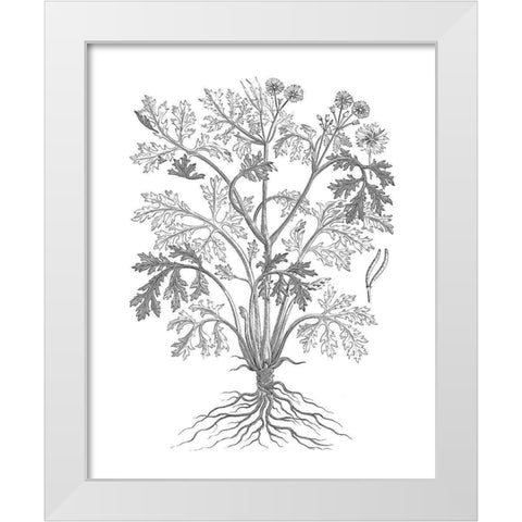 BAndW Plant Specimen II White Modern Wood Framed Art Print by Unknown