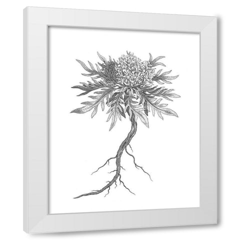 BAndW Plant Specimen III White Modern Wood Framed Art Print by Unknown