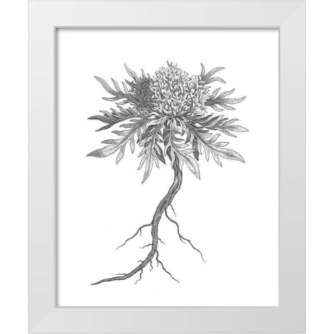 BAndW Plant Specimen III White Modern Wood Framed Art Print by Unknown