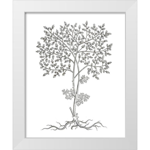 BAndW Plant Specimen IV White Modern Wood Framed Art Print by Unknown