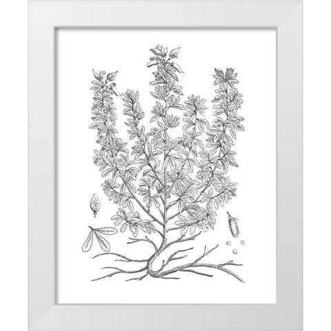 BAndW Plant Specimen V White Modern Wood Framed Art Print by Unknown