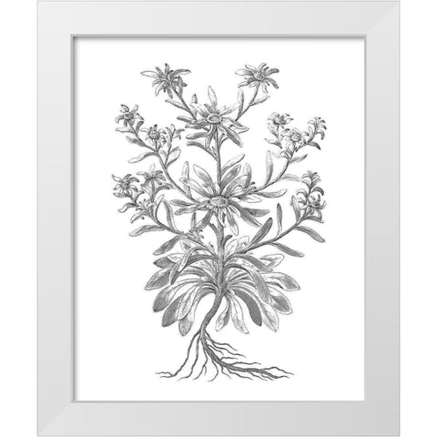 BAndW Plant Specimen VI White Modern Wood Framed Art Print by Unknown
