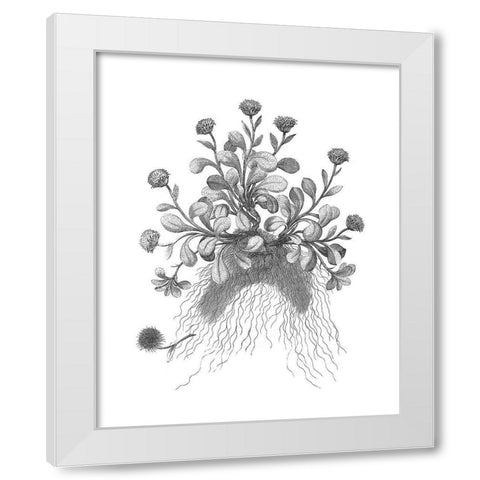 BAndW Plant Specimen VII White Modern Wood Framed Art Print by Unknown