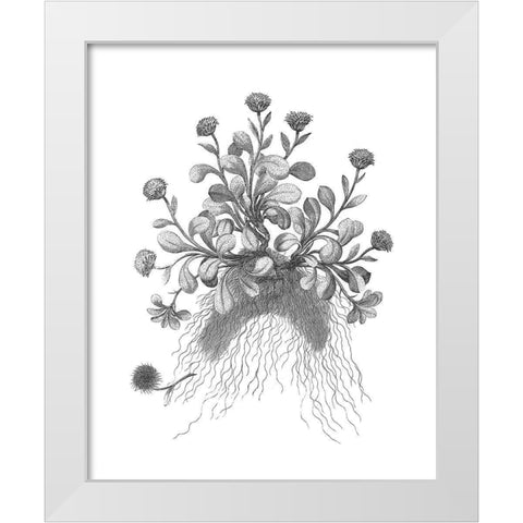 BAndW Plant Specimen VII White Modern Wood Framed Art Print by Unknown
