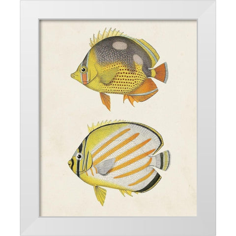 Yellow And Grey Fish IV White Modern Wood Framed Art Print by Unknown