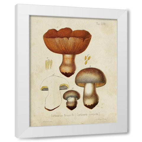 Mushroom Varieties I White Modern Wood Framed Art Print by Unknown
