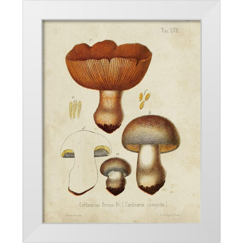Mushroom Varieties I White Modern Wood Framed Art Print by Unknown