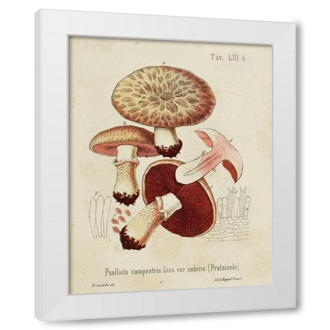 Mushroom Varieties II White Modern Wood Framed Art Print by Unknown