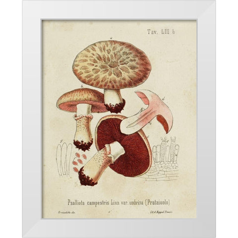 Mushroom Varieties II White Modern Wood Framed Art Print by Unknown