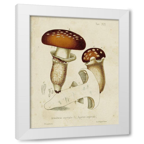 Mushroom Varieties III White Modern Wood Framed Art Print by Unknown