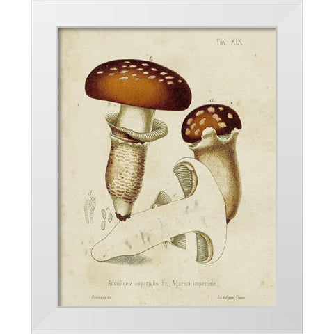Mushroom Varieties III White Modern Wood Framed Art Print by Unknown