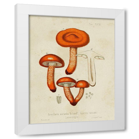 Mushroom Varieties IV White Modern Wood Framed Art Print by Unknown