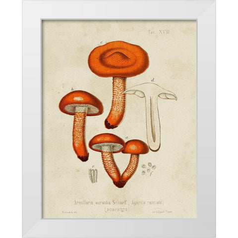 Mushroom Varieties IV White Modern Wood Framed Art Print by Unknown