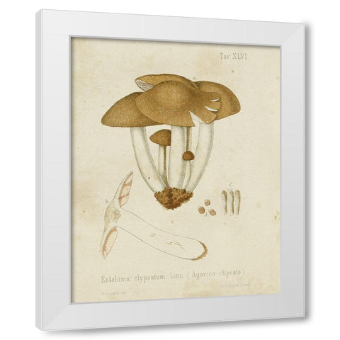 Mushroom Varieties V White Modern Wood Framed Art Print by Unknown