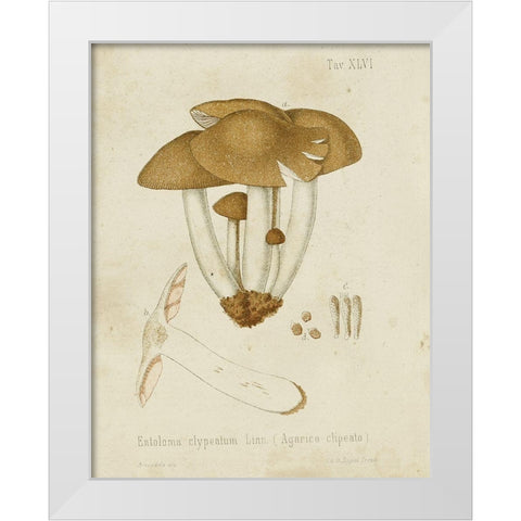 Mushroom Varieties V White Modern Wood Framed Art Print by Unknown