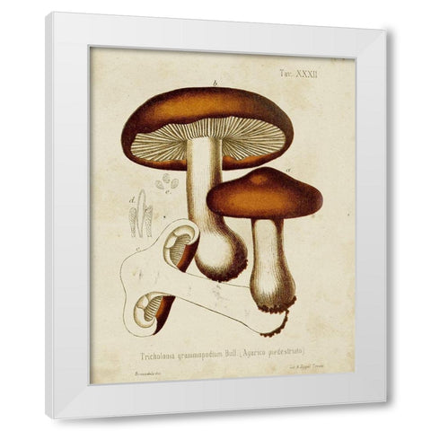 Mushroom Varieties VI White Modern Wood Framed Art Print by Unknown
