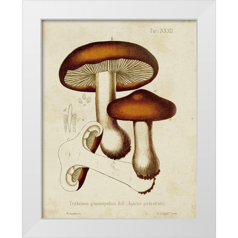 Mushroom Varieties VI White Modern Wood Framed Art Print by Unknown