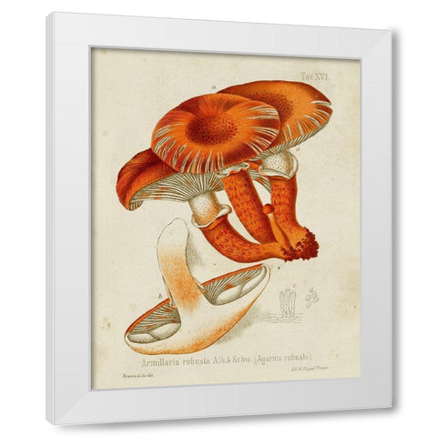 Mushroom Varieties VII White Modern Wood Framed Art Print by Unknown