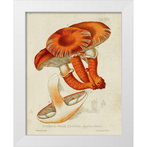 Mushroom Varieties VII White Modern Wood Framed Art Print by Unknown