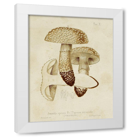 Mushroom Varieties VIII White Modern Wood Framed Art Print by Unknown