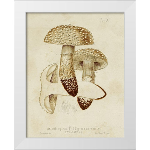Mushroom Varieties VIII White Modern Wood Framed Art Print by Unknown