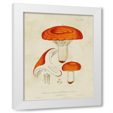Mushroom Varieties IX White Modern Wood Framed Art Print by Unknown