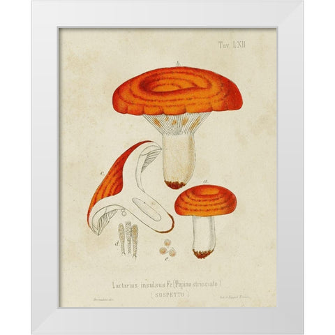 Mushroom Varieties IX White Modern Wood Framed Art Print by Unknown