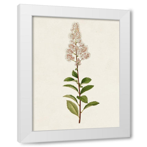 Mauve Garden Flowers II White Modern Wood Framed Art Print by Unknown