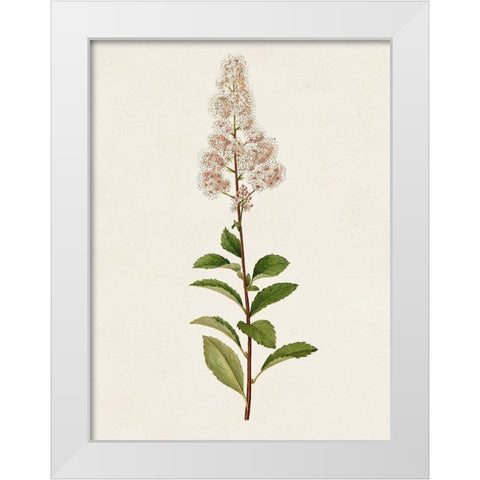 Mauve Garden Flowers II White Modern Wood Framed Art Print by Unknown