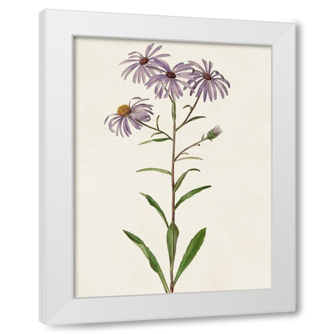 Mauve Garden Flowers III White Modern Wood Framed Art Print by Unknown