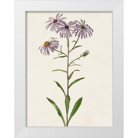 Mauve Garden Flowers III White Modern Wood Framed Art Print by Unknown