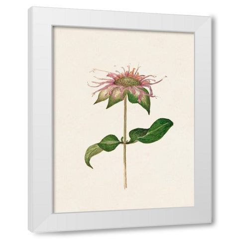 Mauve Garden Flowers V White Modern Wood Framed Art Print by Unknown