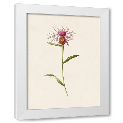 Mauve Garden Flowers VI White Modern Wood Framed Art Print by Unknown