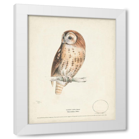 Tawny Owl White Modern Wood Framed Art Print by Meyer, H.L.