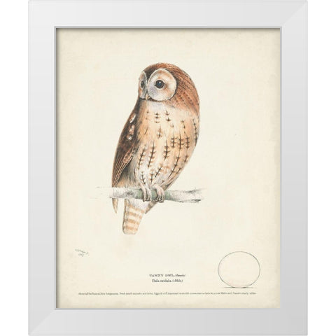 Tawny Owl White Modern Wood Framed Art Print by Meyer, H.L.