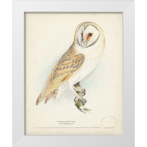 Barn Owl White Modern Wood Framed Art Print by Meyer, H.L.