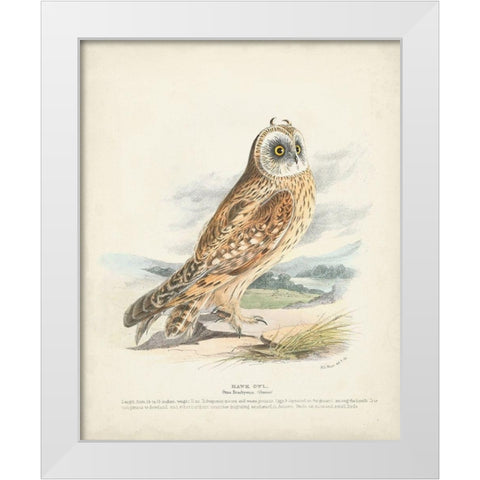 Hawk Owl White Modern Wood Framed Art Print by Meyer, H.L.