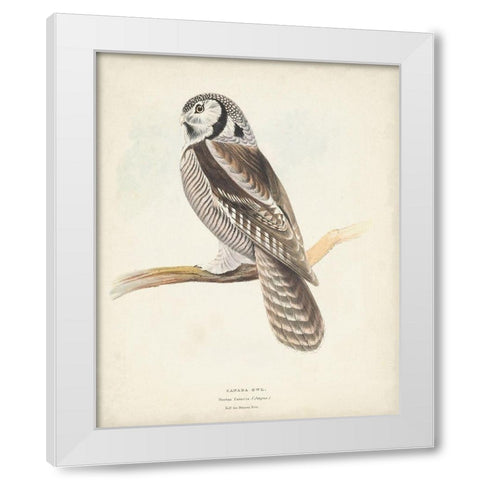 Canada Owl White Modern Wood Framed Art Print by Meyer, H.L.