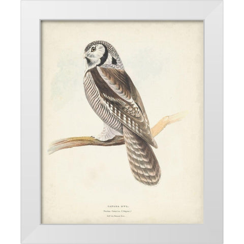 Canada Owl White Modern Wood Framed Art Print by Meyer, H.L.