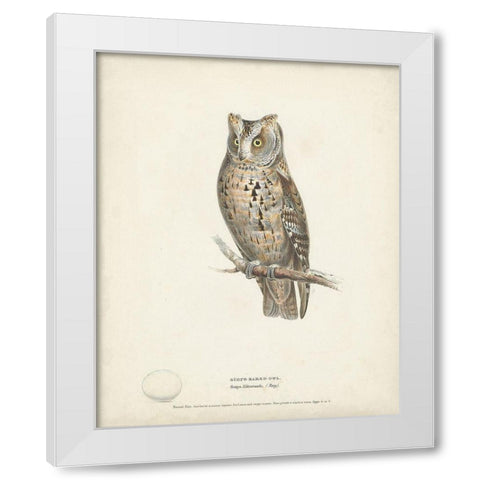 Scops- Eared Owl White Modern Wood Framed Art Print by Meyer, H.L.