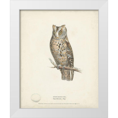Scops- Eared Owl White Modern Wood Framed Art Print by Meyer, H.L.